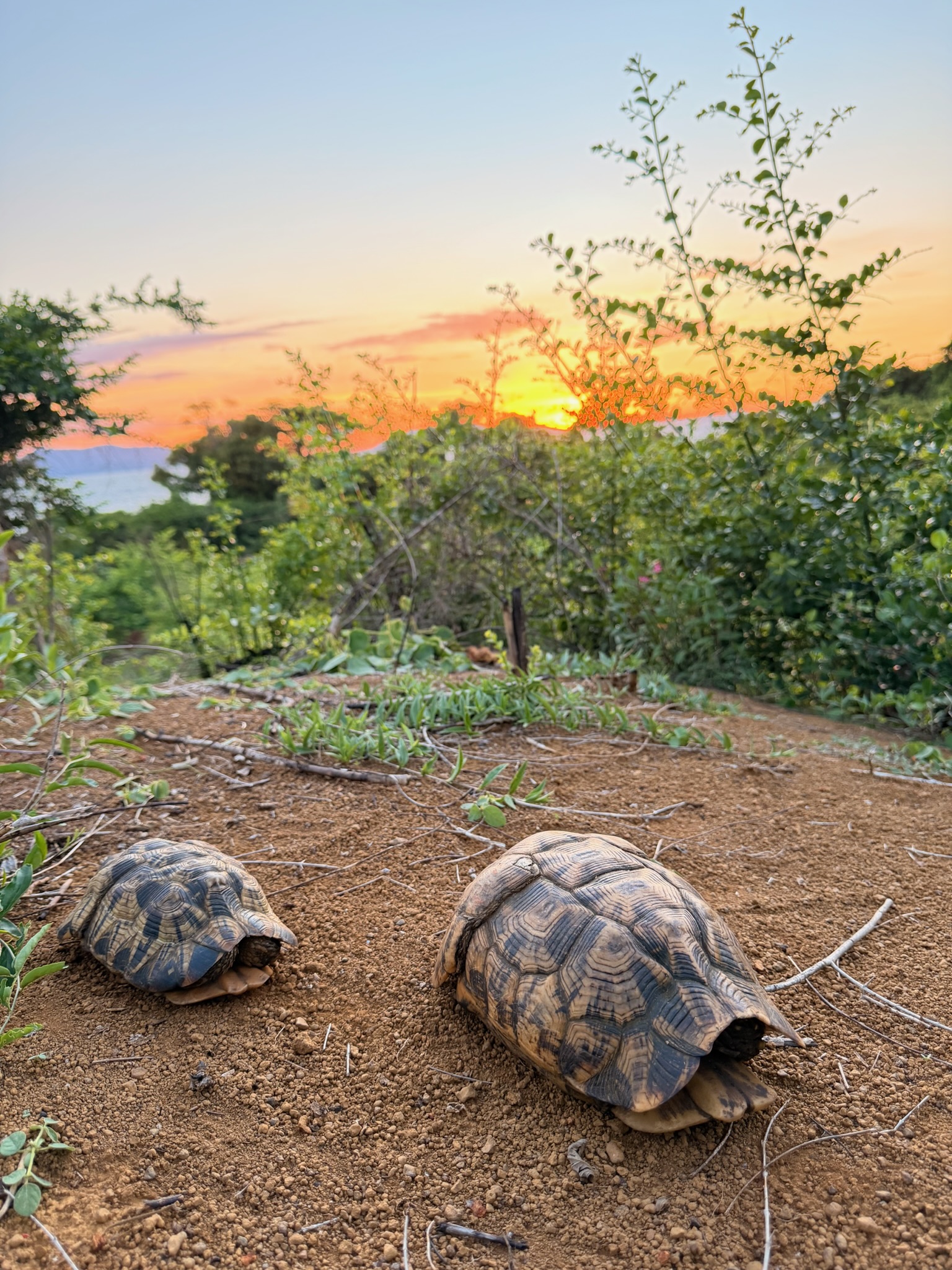 nosy faly faune tortue