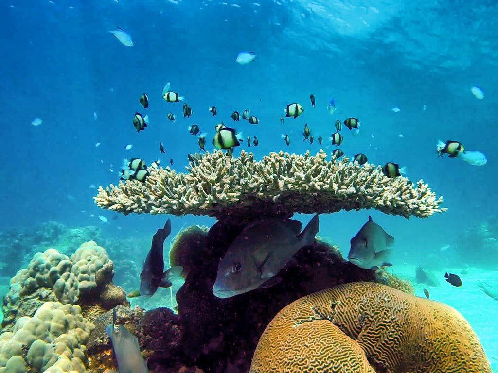 tanikely snorkeling