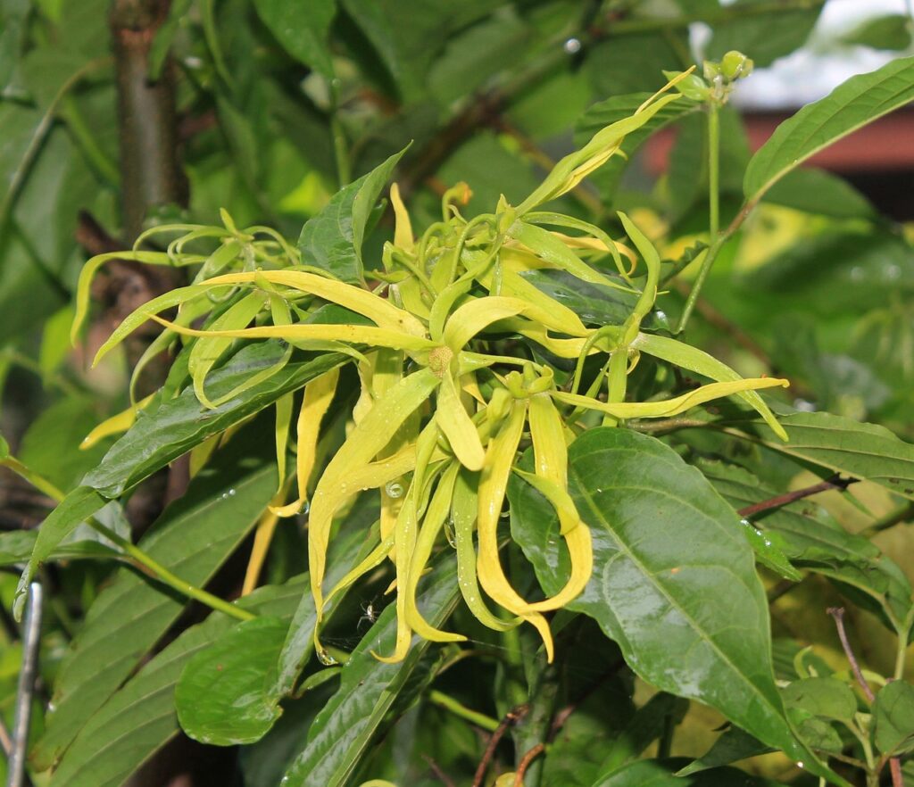 ylang-ylang flower, smell, yellow, aromatherapy, plant
