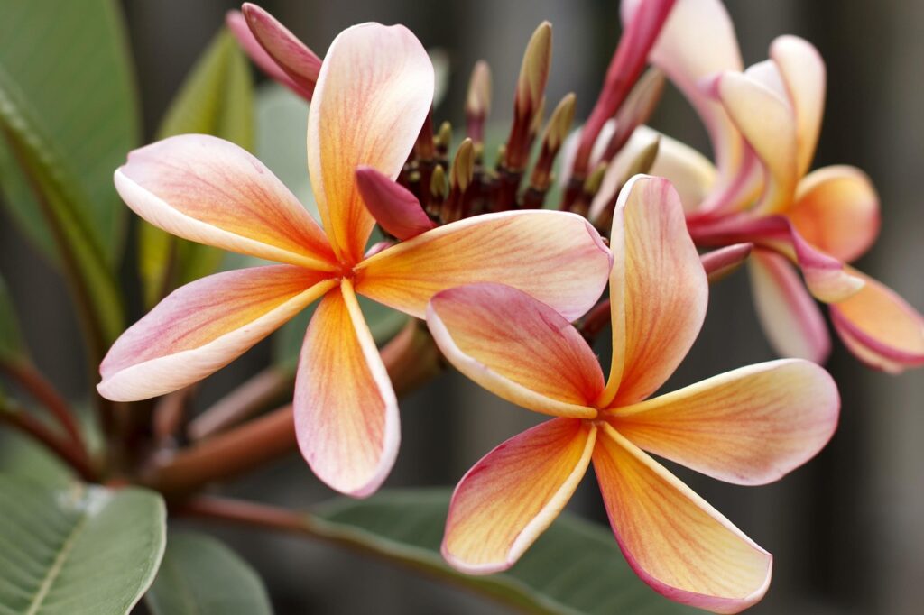 frangipani, plumeria, blossom, island, blooming, tropics, foliage, natural, tropical, floral, white, flower wallpaper, spring, beautiful flowers, petal, passion, frangipannis, flower, seasonal, yellow, tender, botanical, holiday, fragrant, summer, bloom, pacific, paradise, balinese, season, flower background, zen, garden, temple, bali, relax, plant, beauty, romantic, bunch, resort, romance, fresh, water, spa, nature, exotic, raining, drops, botany, asian