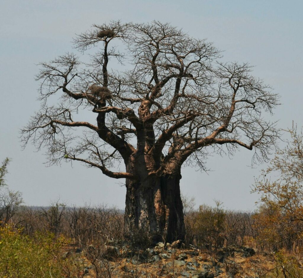 A solitary baobab tree stands proudly in the African landscape, showcasing nature's resilience.